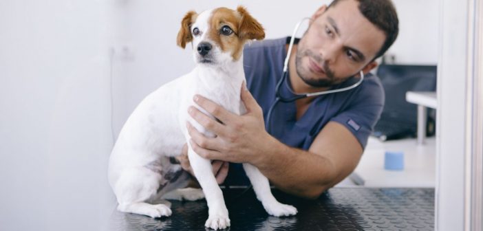 How To Make a Pet More Comfortable When Visiting the Vet