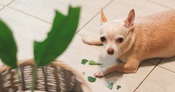 Ways To Keep Your Home Intact with Destructive Pets