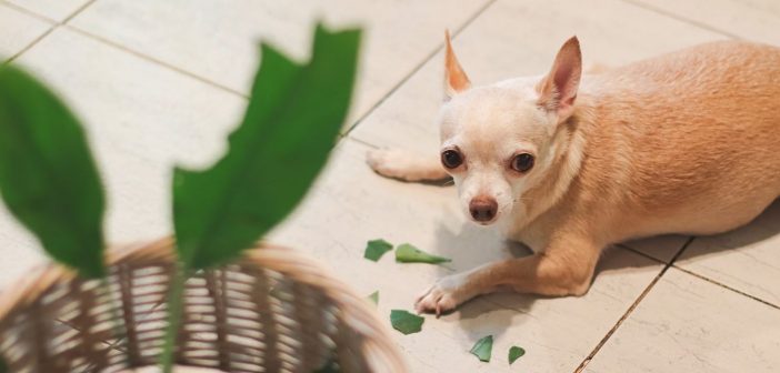 Ways To Keep Your Home Intact with Destructive Pets