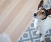 4 Efficient Ways To Crate Train Your Dog