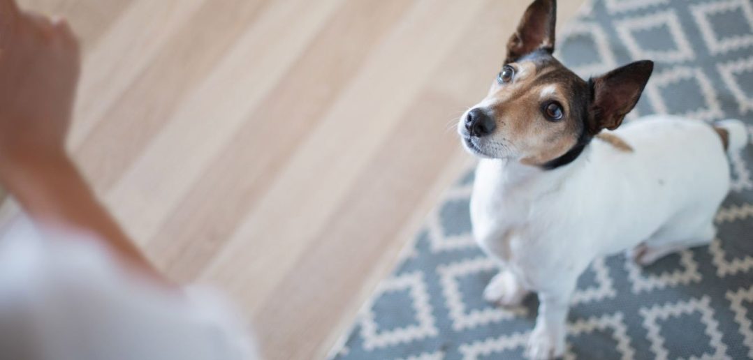 little dog sitting on a rug looking up at its person
