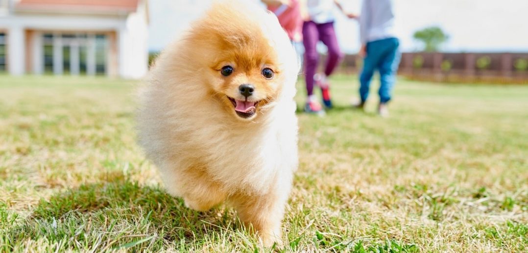 Puppy-Proofing: Ways To Prepare Your Yard for a New Dog