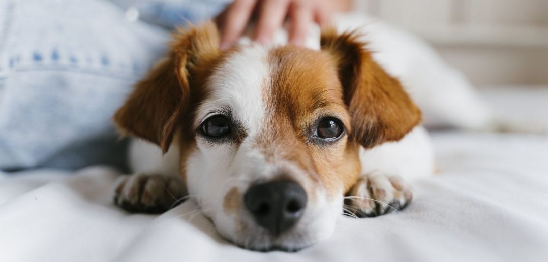 Essential Info You Need To Know Before Adopting a Dog