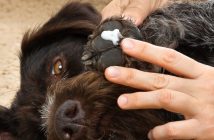 Canine Care: At-Home Remedies To Heal Dry Paws