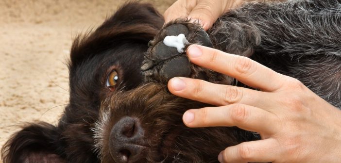 Canine Care: At-Home Remedies To Heal Dry Paws