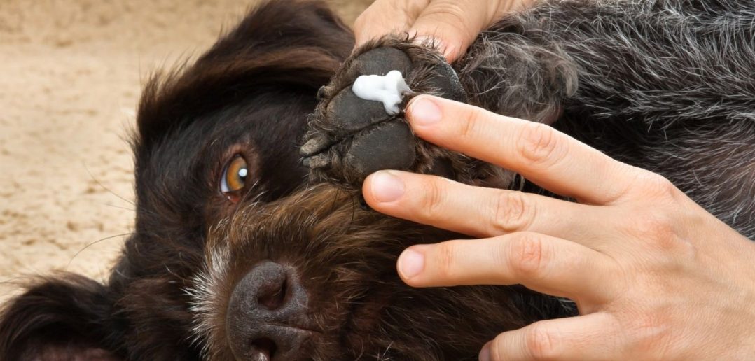 Canine Care: At-Home Remedies To Heal Dry Paws