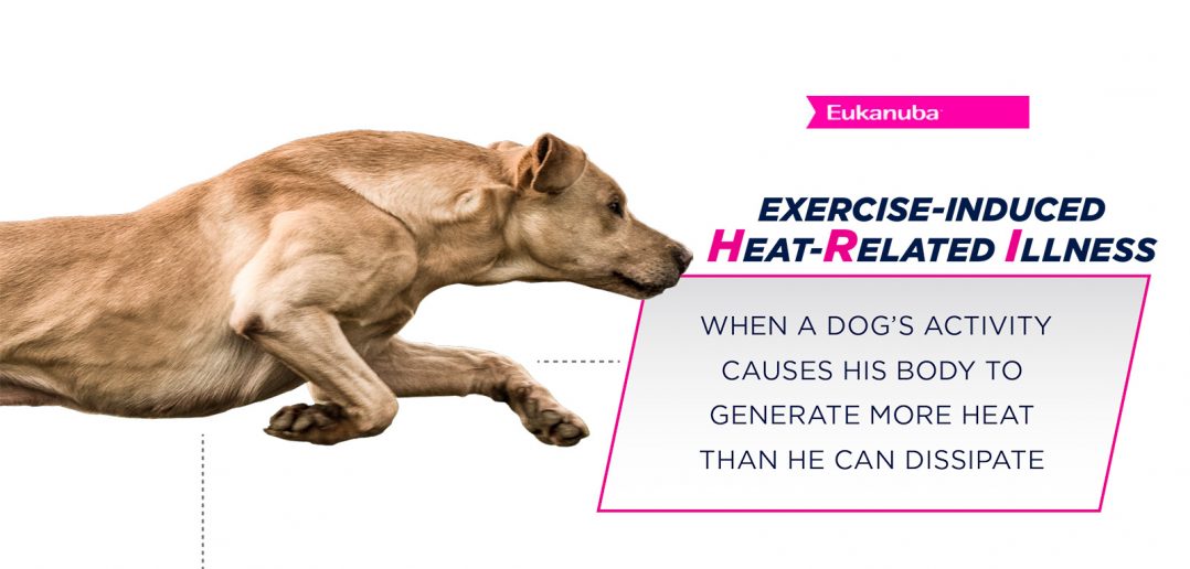 eukanuba logo and dog beside the definition of HRI