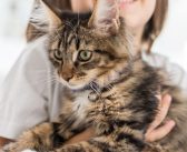 What To Do When You Bring Home a New Cat