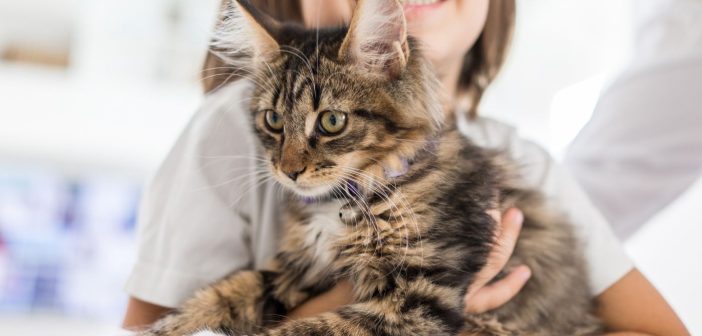 What To Do When You Bring Home a New Cat