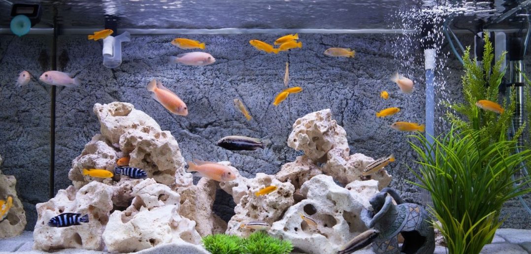 4 of the Different Fish Tanks You Can Get for Your Home