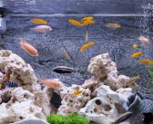 4 Different Fish Tank Choices for Your Home or Office