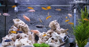 4 of the Different Fish Tanks You Can Get for Your Home