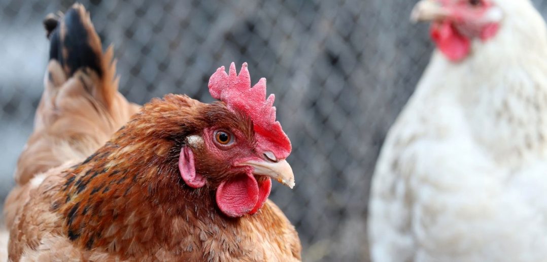 Tips To Help Prepare Your Chickens for Spring