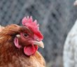 Tips To Help Prepare Your Chickens for Spring