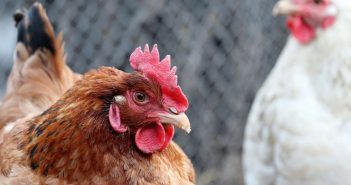 Tips To Help Prepare Your Chickens for Spring