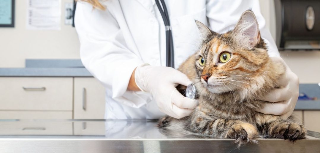 Things You Should Know Before Becoming a Veterinarian