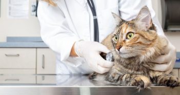 Things You Should Know Before Becoming a Veterinarian