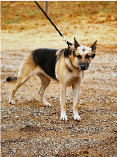 German Shepherd Dog Pulling