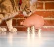 Give Your Pet a Comfortable Life Without Going Bankrupt