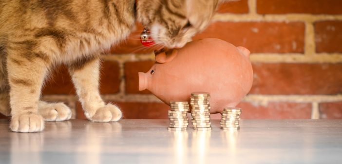 Give Your Pet a Comfortable Life Without Going Bankrupt