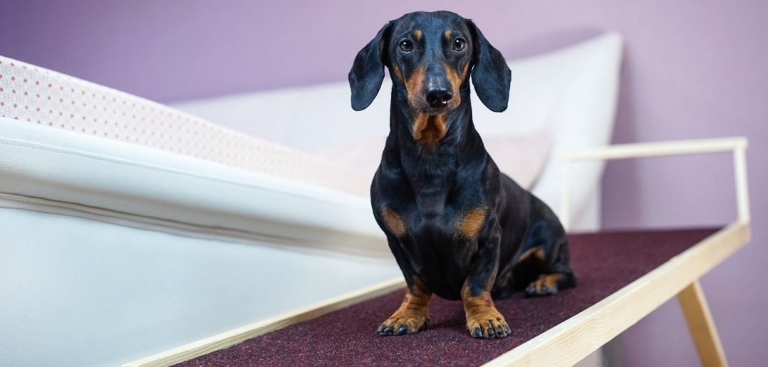 Home Improvements You Can Make for Your Pets