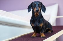Home Improvements You Can Make for Your Pets