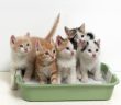 How To Effectively Train Your Kitten To Use The Litter Box