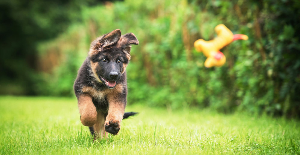 How to feed German Shepherd puppy
