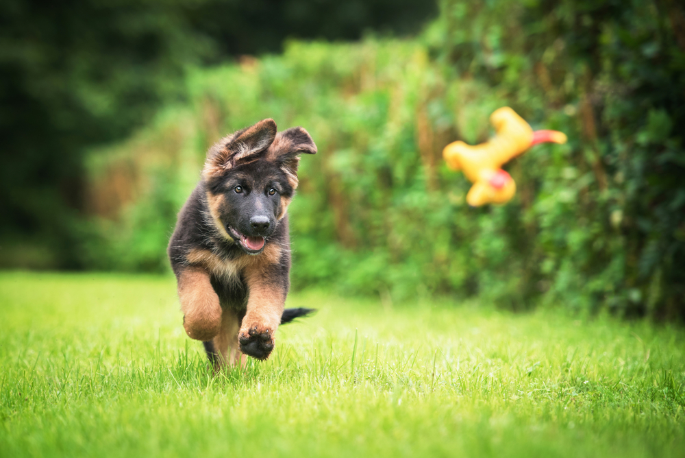 How to Feed Your German Shepherd Puppy PetsBlogs