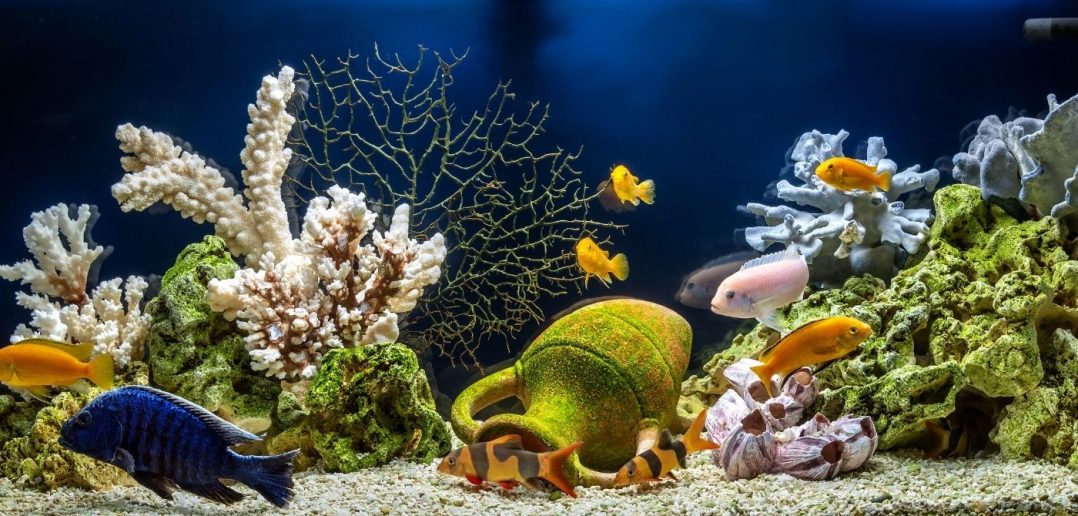 The Importance of Alkalinity in Your Aquarium