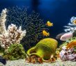 The Importance of Alkalinity in Your Aquarium