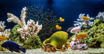 The Importance of Alkalinity in Your Aquarium