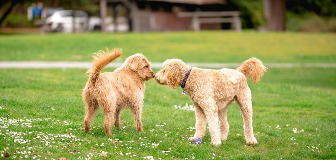 How To Introduce Your Dogs To New Furry Friends