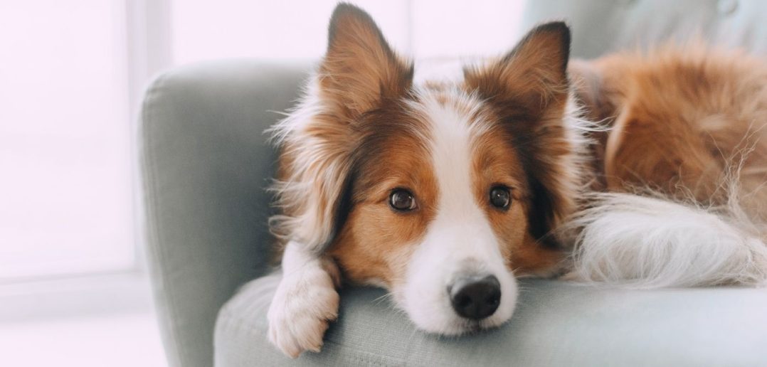 Summer Grooming Tips for Your Long-Haired Dog