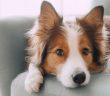 Summer Grooming Tips for Your Long-Haired Dog