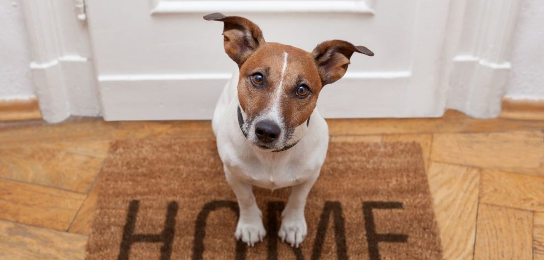 How To Care for Your Pet When You're Not Home