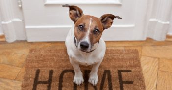 How To Care for Your Pet When You're Not Home