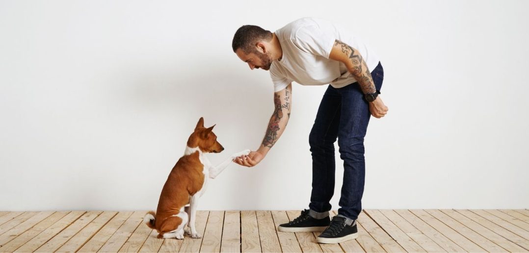 Great Brain Exercises To Challenge Your Dog