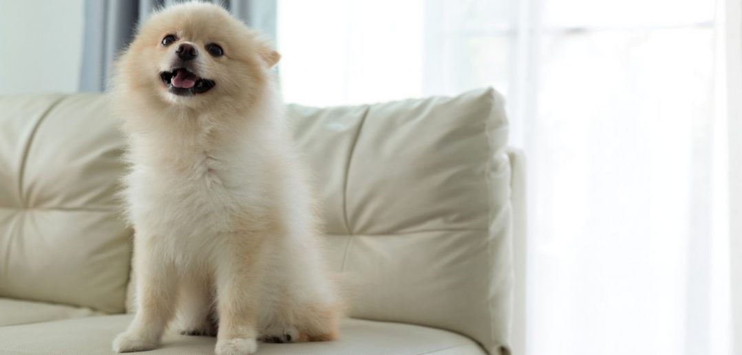 How To Keep Your Home Clean When You Have a Pet