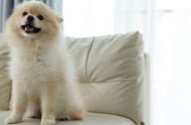 How To Keep Your Home Clean When You Have a Pet