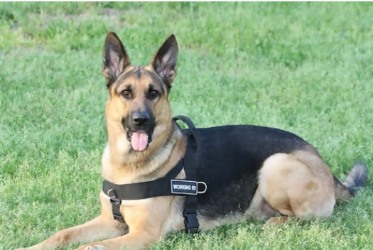 Leash Training with a No-Pull Harness