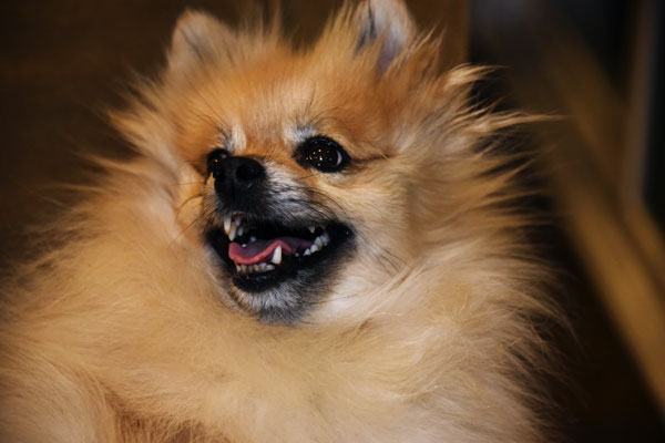 mischevious pomeranian dog