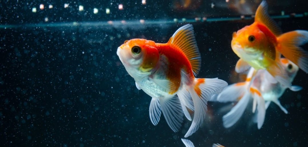 What Your Choice of Pet Says About Your Personality