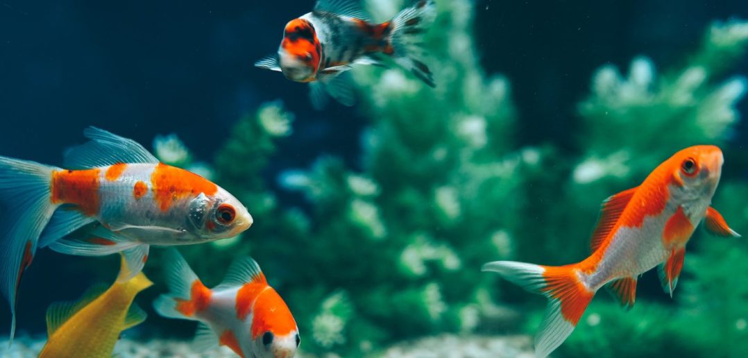 Signs It’s Time for a Water Change in Your Fish Tank