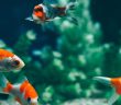 Signs It’s Time for a Water Change in Your Fish Tank