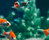 Signs It’s Time for a Water Change in Your Fish Tank