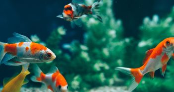 Signs It’s Time for a Water Change in Your Fish Tank