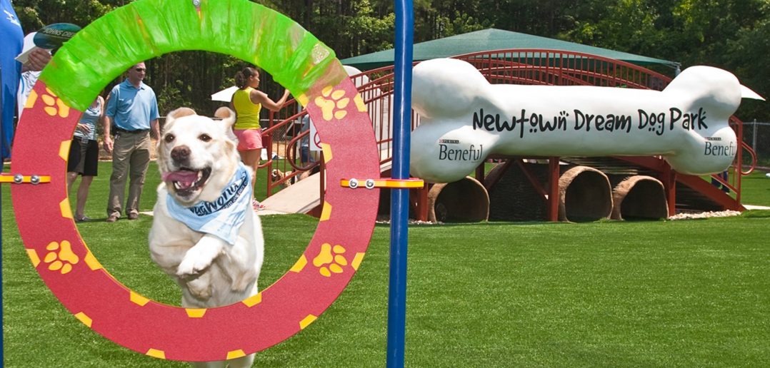 newton beneful dream dog park