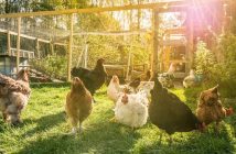 Tips for Keeping Your Backyard Chickens Safe