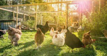 Tips for Keeping Your Backyard Chickens Safe